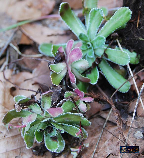 piantina rampicante.JPG